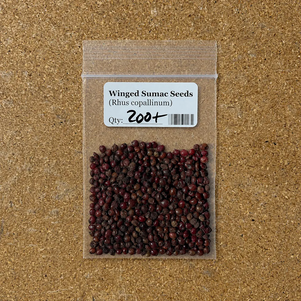 Winged sumac 200-seed starter pack