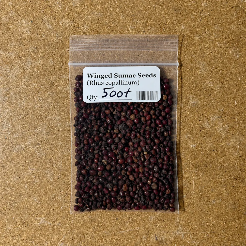 Winged sumac 500-seed pack