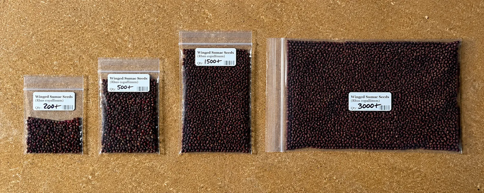 All four winged sumac seed pack sizes lined up side by side on a cork board: 200, 500, 1,500, and 3,000 seeds, with hand-labeled quantity tags