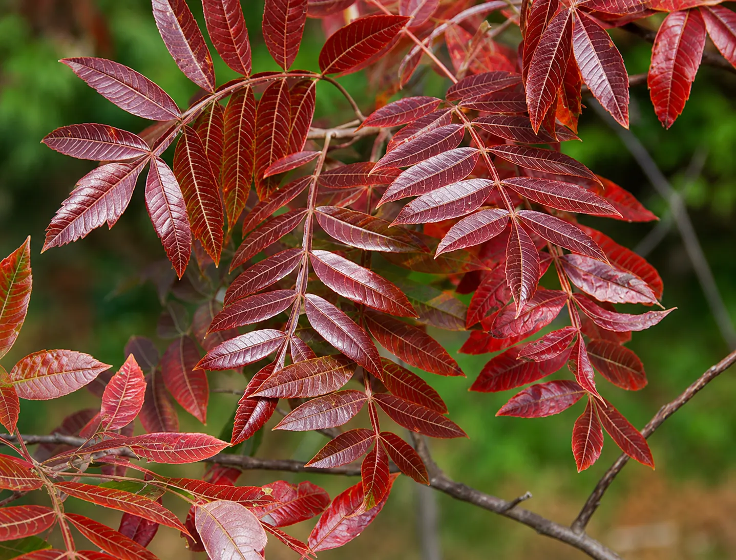 Compound winged sumac leaves turned brilliant scarlet and crimson in autumn