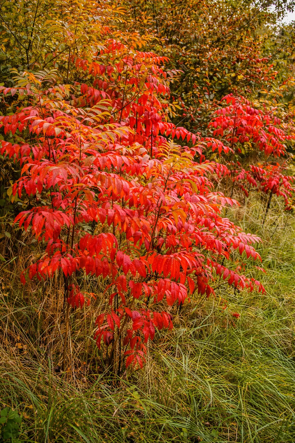 Mature winged sumac shrubs in fiery red autumn foliage in an open field