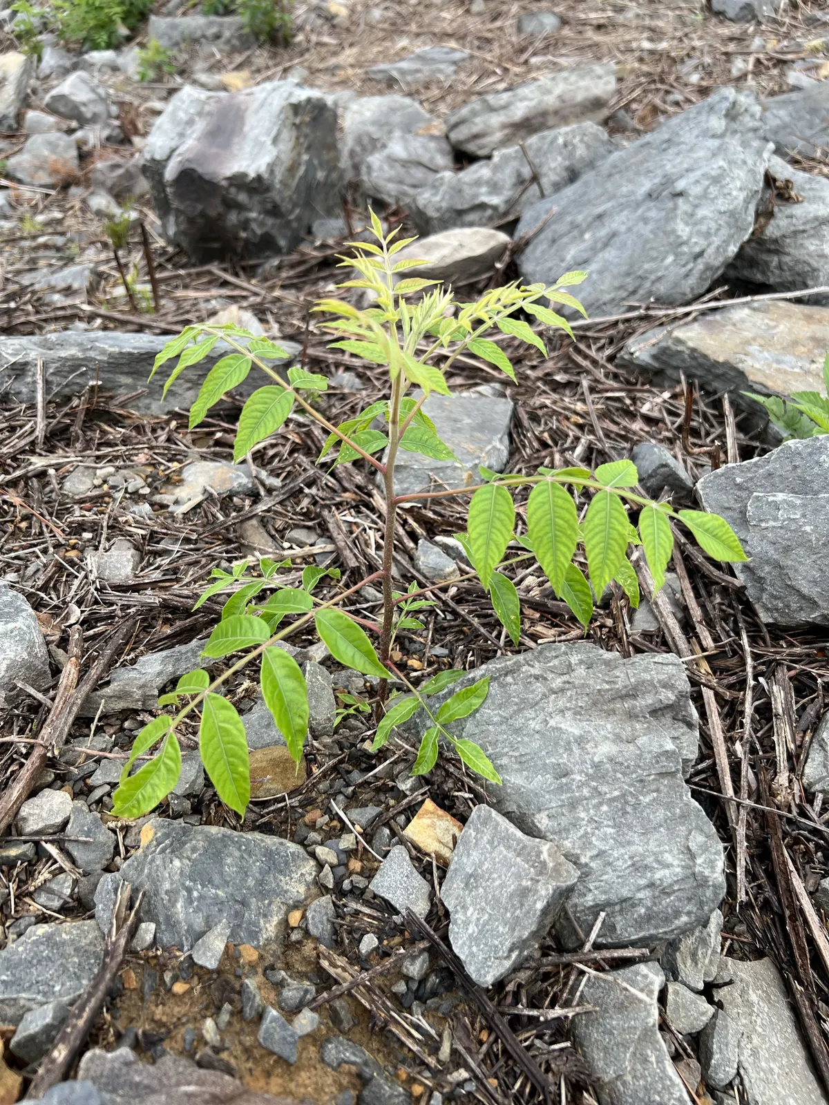 Young winged sumac seedling with compound leaves growing between gray rocks and pine straw on bare, stony ground
