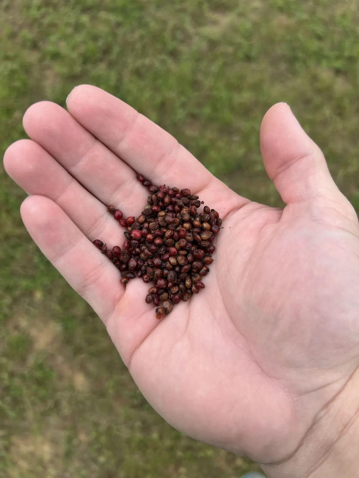 An open palm holding a small pile of dried winged sumac seeds, red to brown, over green grass