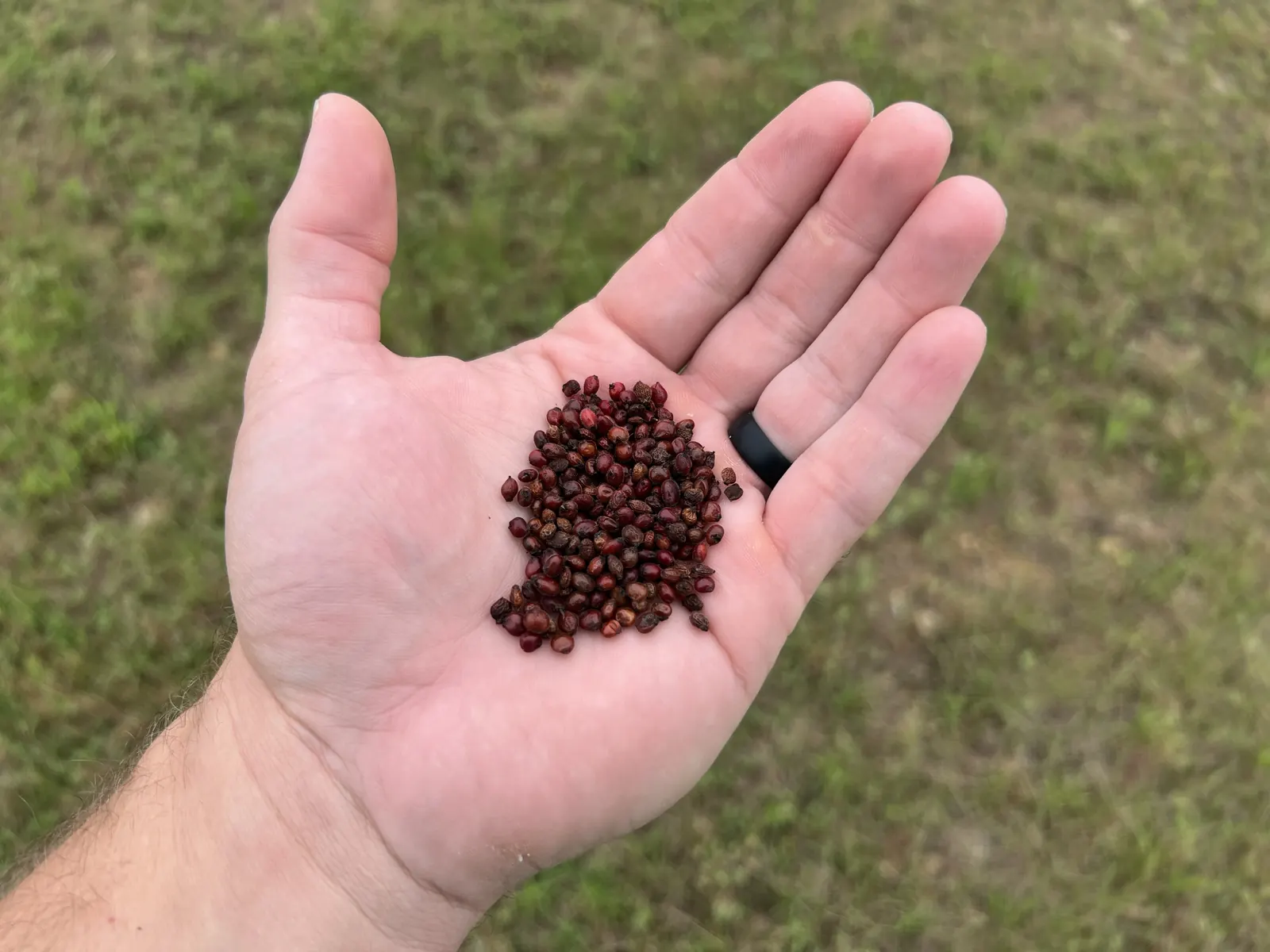 An open hand holding a small pile of reddish-brown winged sumac seeds above a grassy field