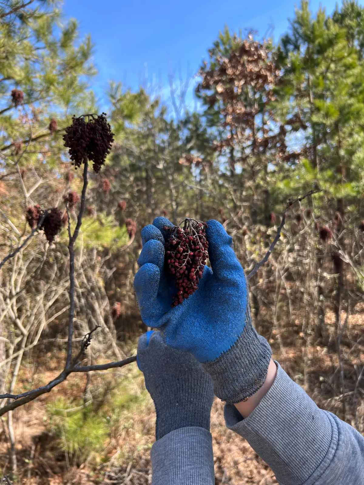 A gloved hand holding a darkened winged sumac berry cluster in late winter, with bare stems, pines and blue sky behind