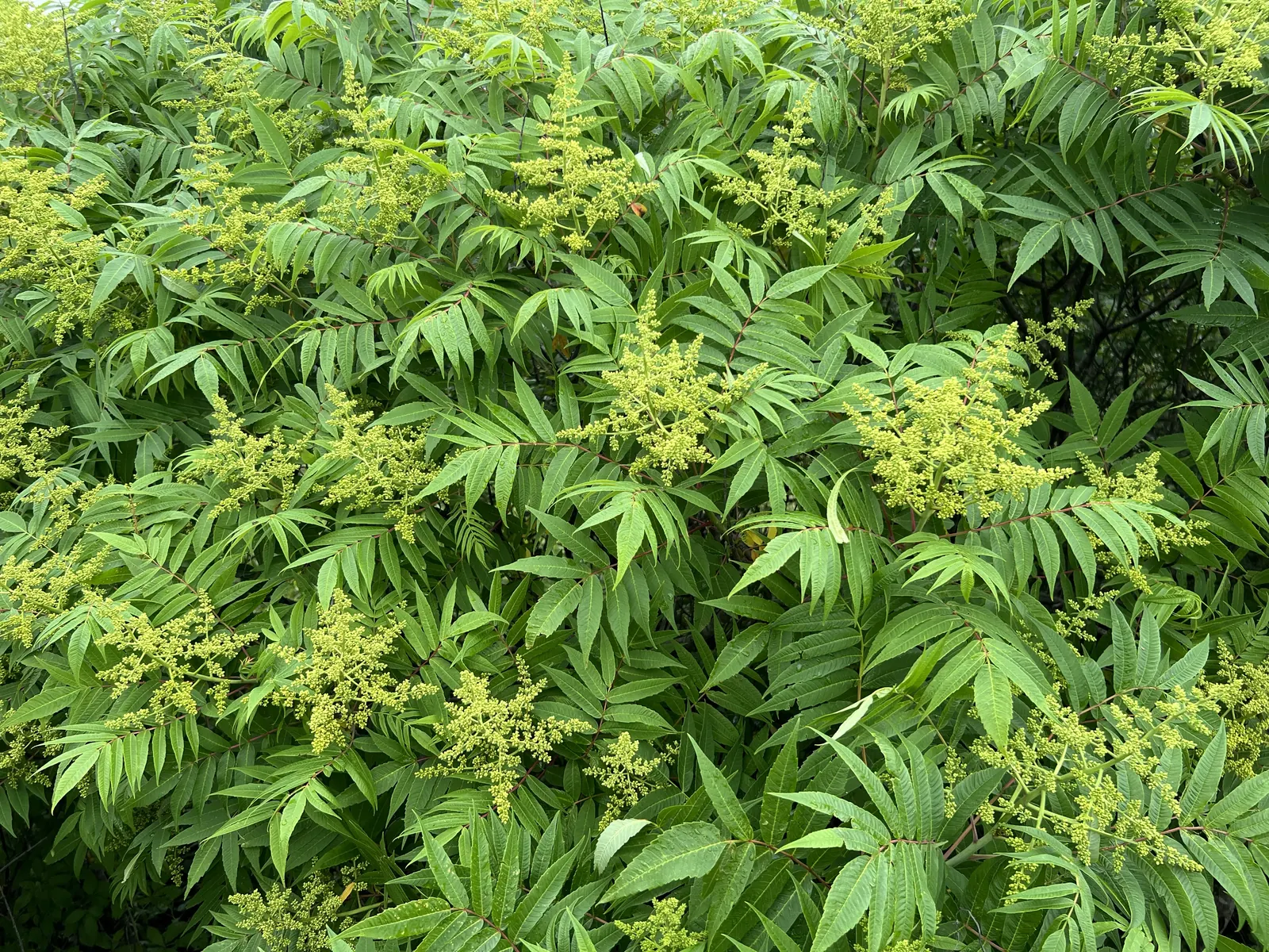 A dense winged sumac thicket in early summer, covered in upright clusters of greenish flower buds among long, narrow leaflets
