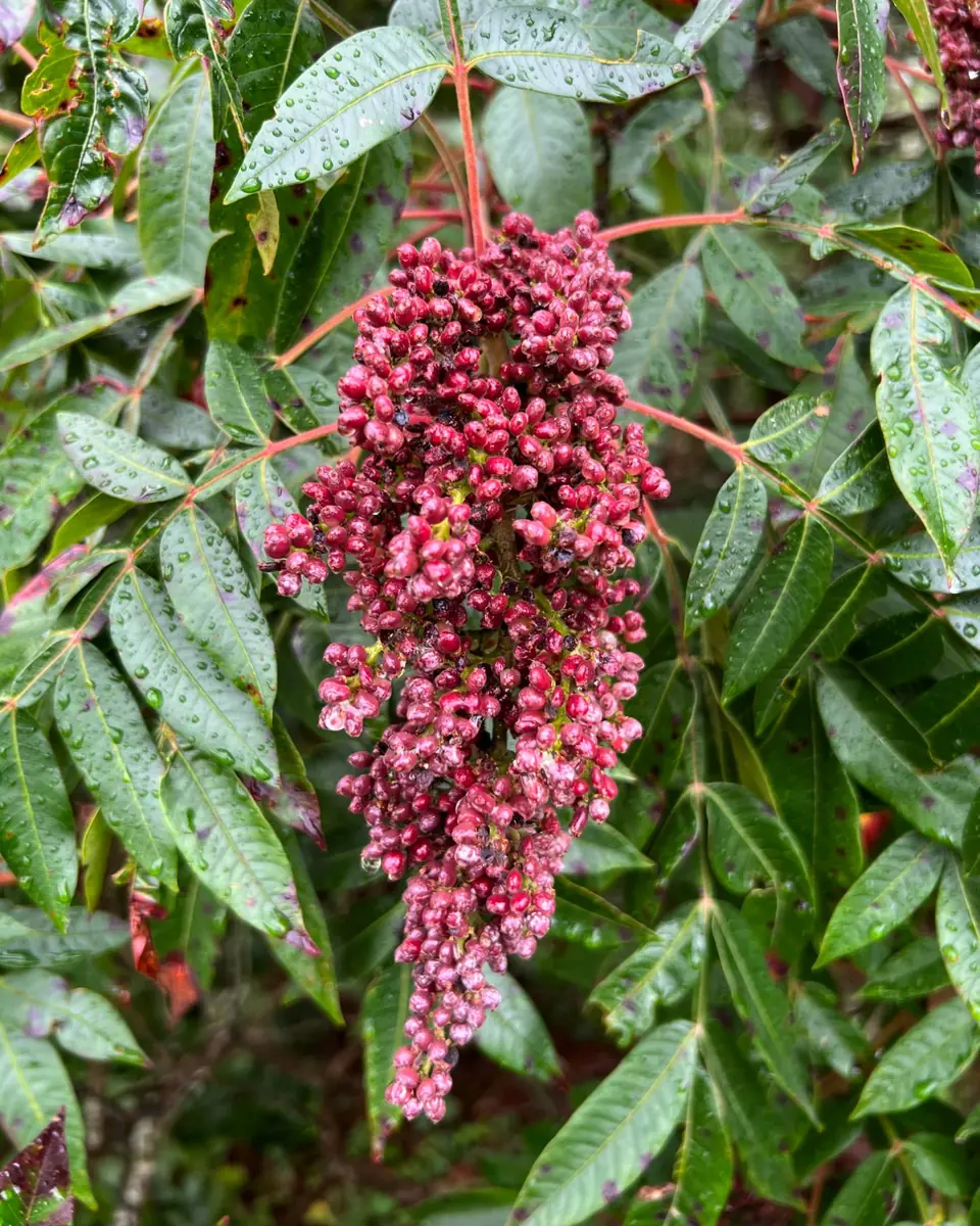 A dense, nodding cluster of red winged sumac berries hanging among glossy compound leaves wet with rain