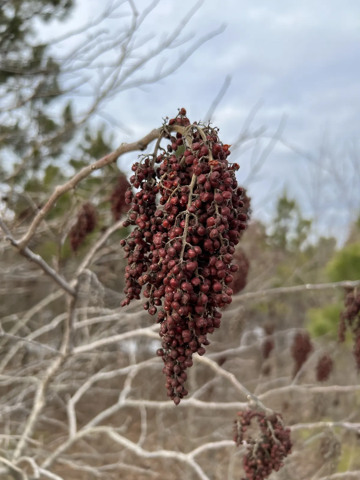 Mature upright cone-shaped cluster of red winged sumac berries ready for harvest