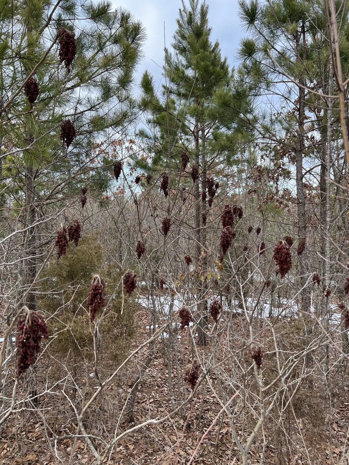 Dozens of burgundy winged sumac seed cones persisting on bare branches in a winter pine forest