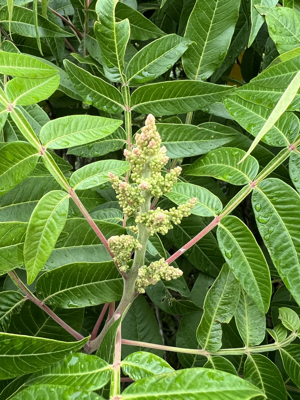Greenish-yellow summer flower cluster of winged sumac with compound leaves