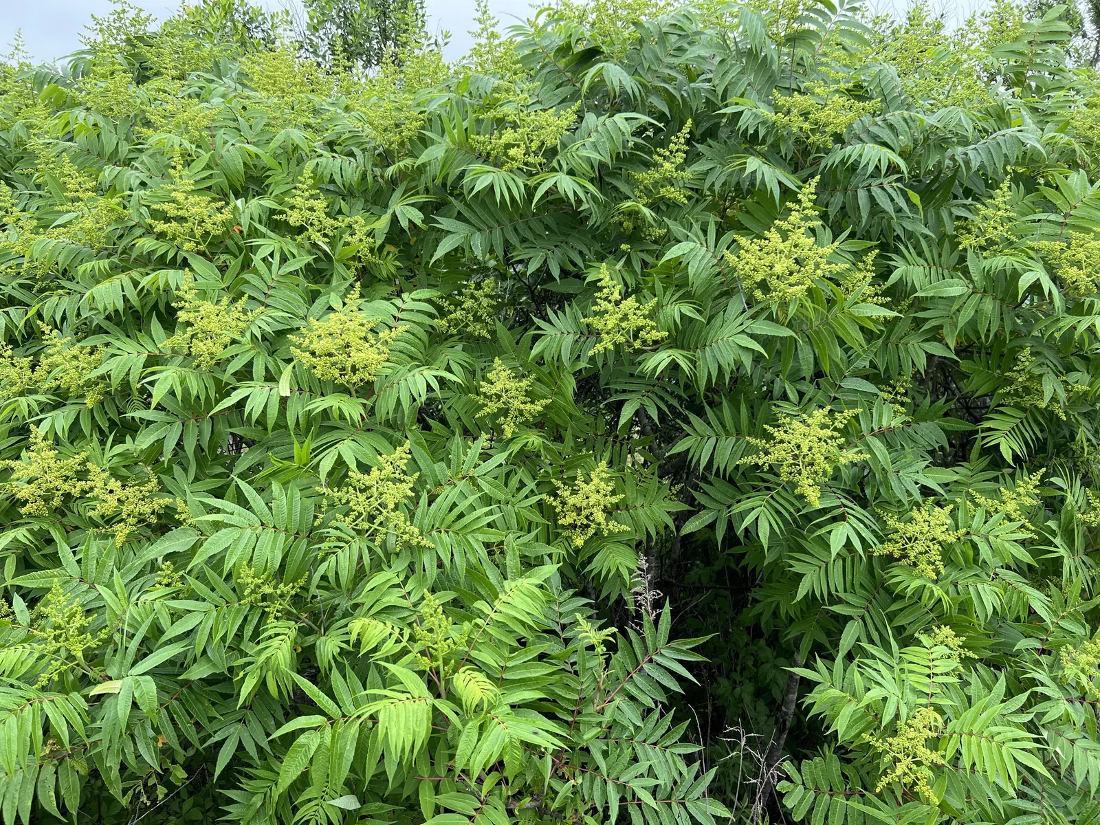 Dense patch of winged sumac with glossy compound leaves and pale green flower clusters forming at the branch tips