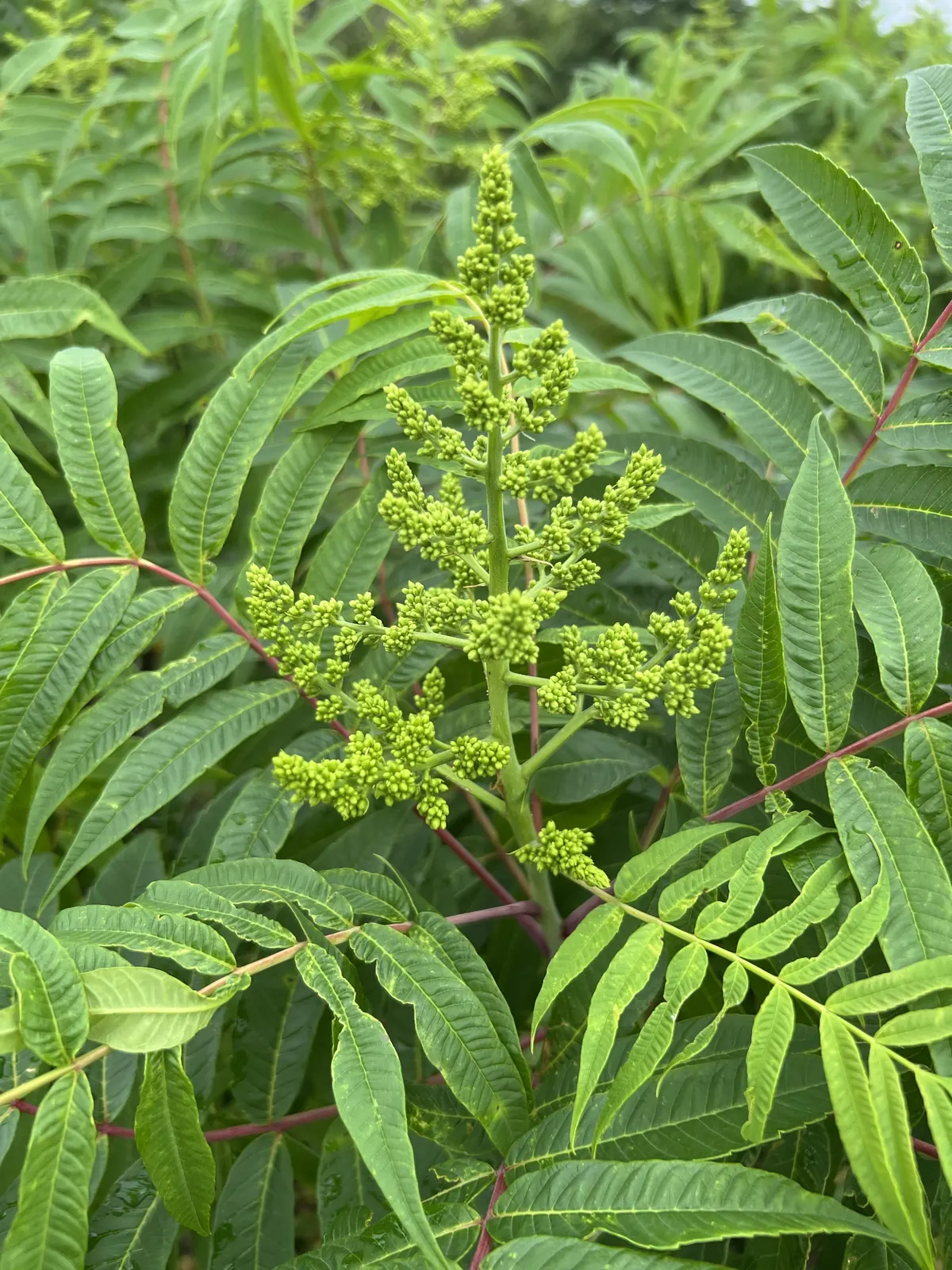Tall green panicle of winged sumac flower buds emerging above glossy compound leaves in spring