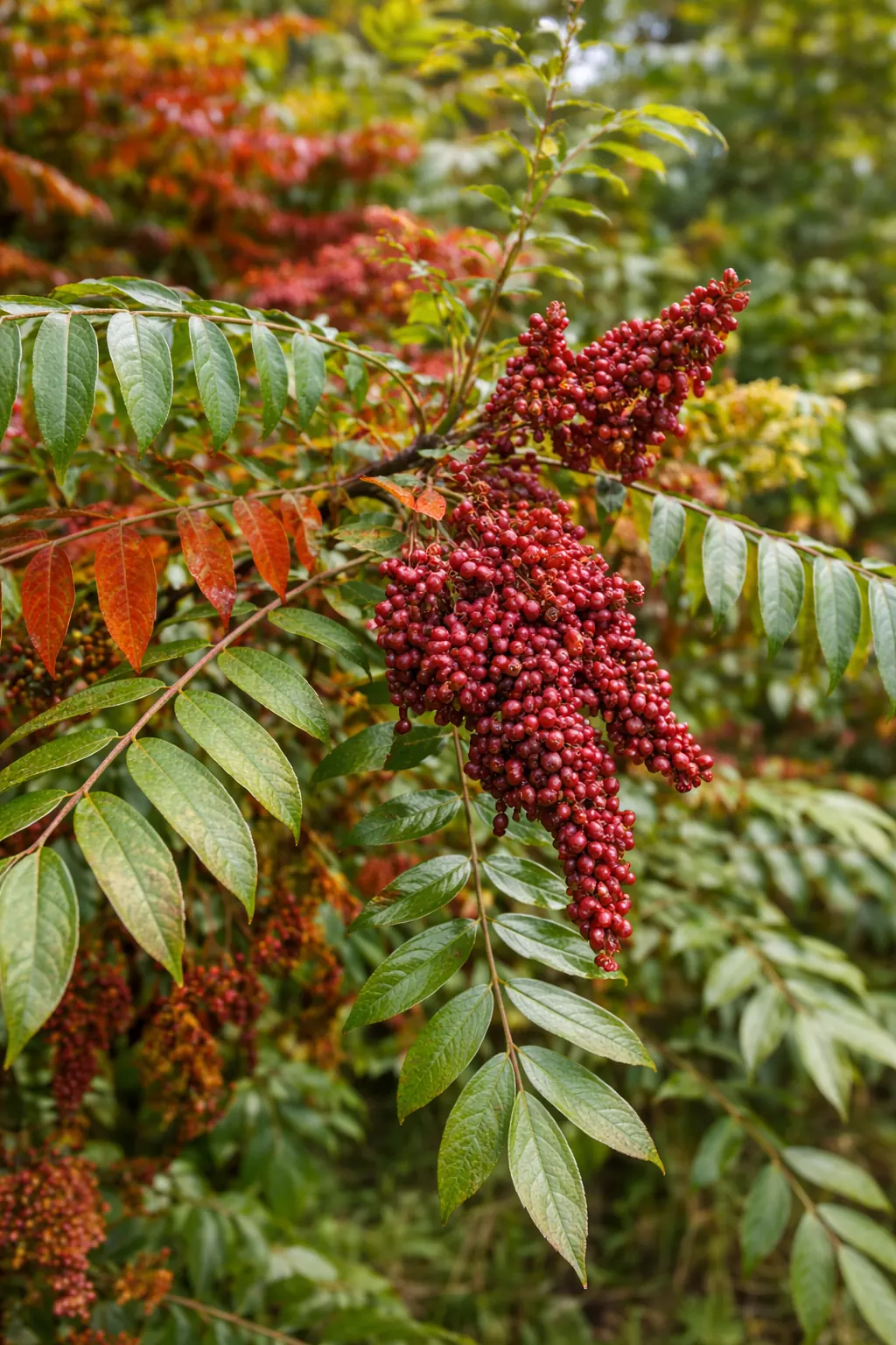 Cluster of bright red winged sumac berries among green compound leaves