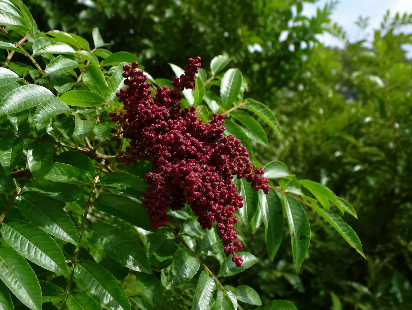 Deep magenta winged sumac berry cluster ripening above glossy green compound leaves in summer