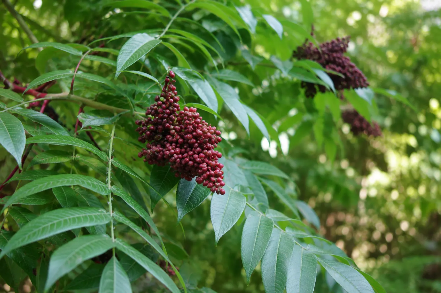 Bright red winged sumac berry cluster ripening among green compound leaves in summer