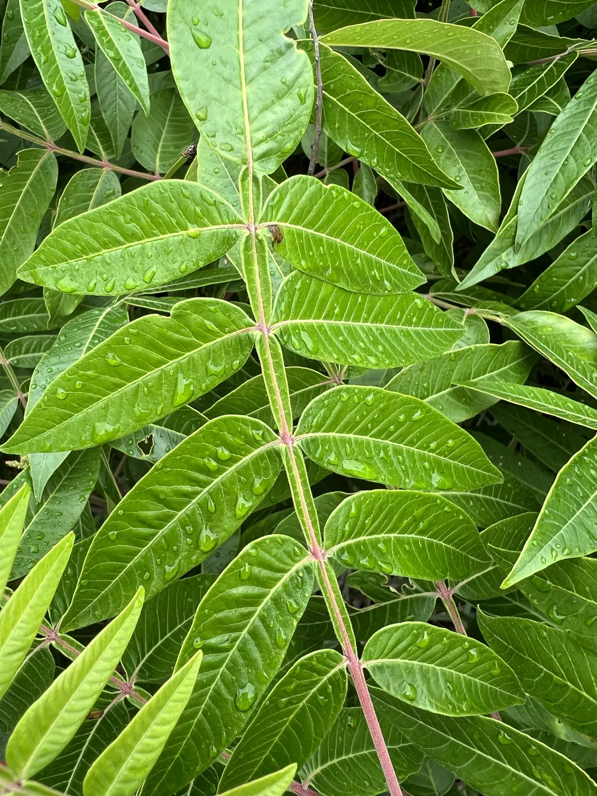 Winged sumac compound leaf with visible wings of leaf tissue between leaflets
